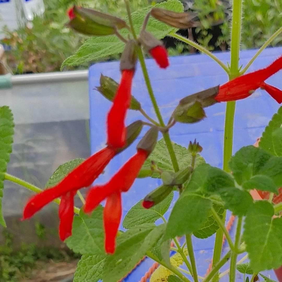 Salvia Mole Poblano (Salvia gesneriiflora)