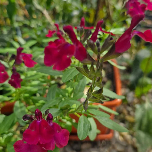 Salvia de toamnă Burgundy (Salvia gregii)