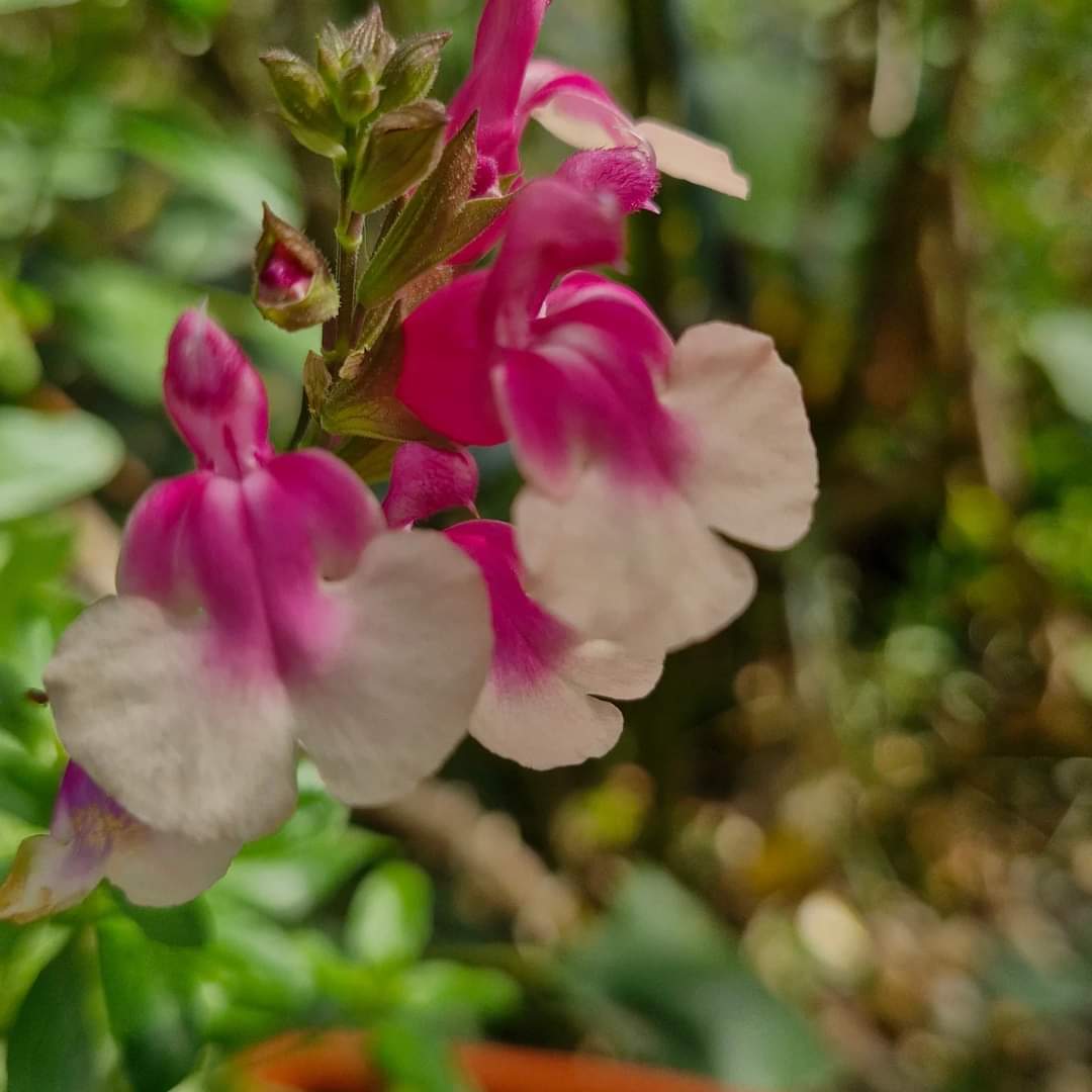 Salvia de toamnă bicolor (Salvia gregii)