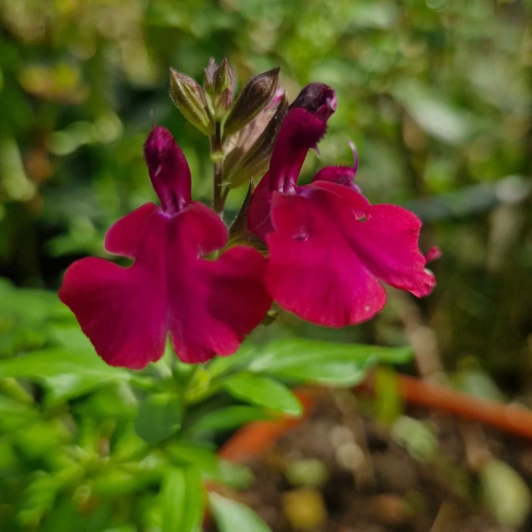 Salvia de toamnă Burgundy (Salvia gregii)