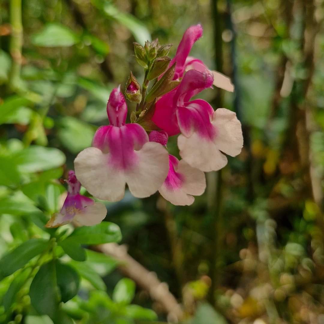 Salvia de toamnă bicolor (Salvia gregii)