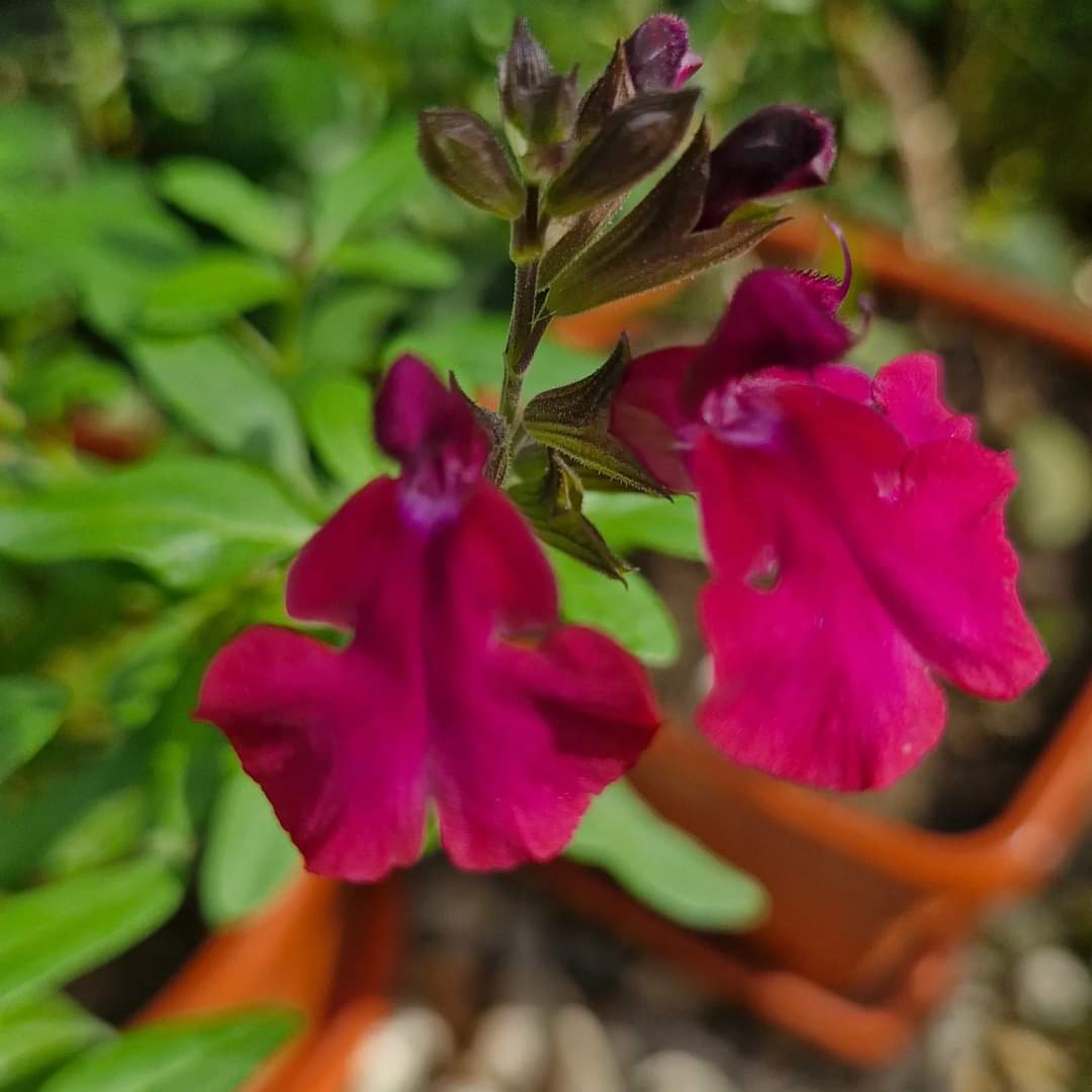 Salvia de toamnă Burgundy (Salvia gregii)