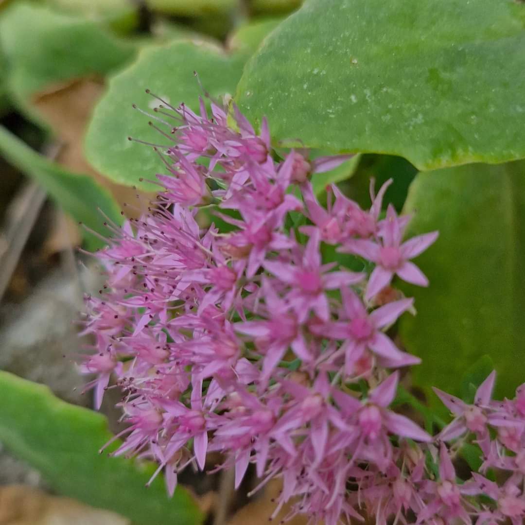 Flori de piatră / Iarbă grasă Pink Passion (Sedum spectabile)