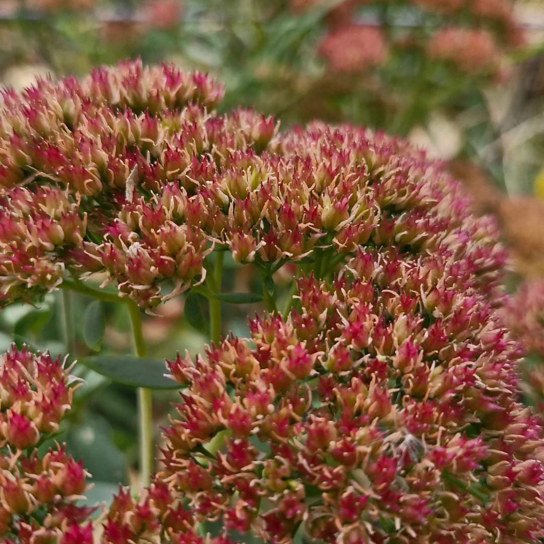 Flori de piatră / Iarbă grasă Red Passion (Sedum spectabile)