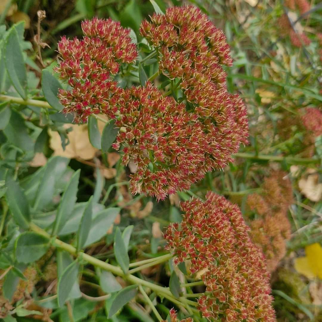 Flori de piatră / Iarbă grasă Red Passion (Sedum spectabile)