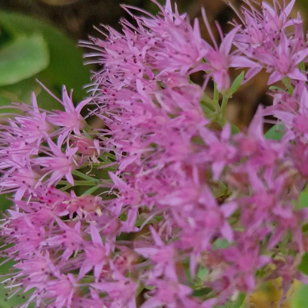 Flori de piatră / Iarbă grasă Pink Passion (Sedum spectabile)