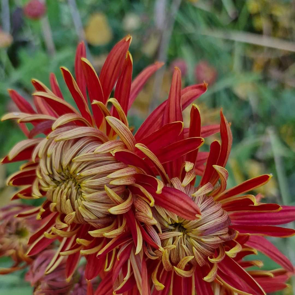 Crizamteme bronz Escord (Chrysanthemum spp.)