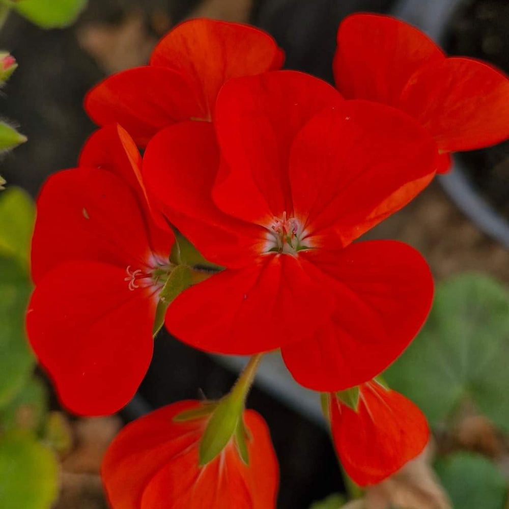 Mușcate cu flori roșii mari (Pelargonium zonale)