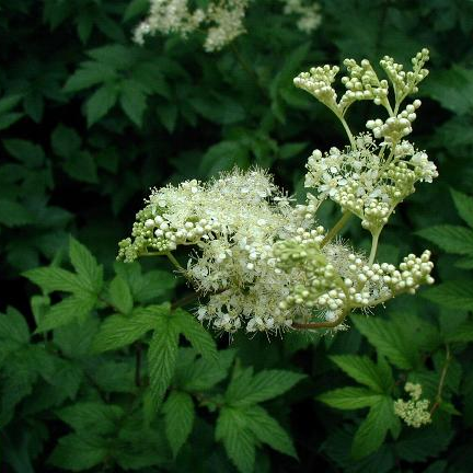 Crețușcă (Filipendula ulmaria)