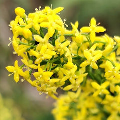 Drăgaica / Sânziene (Galium verum)