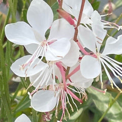 Floarea albinei (Gaura lindheimeri)