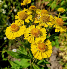 Floarea Elenei (Helenium autumnale) (Galben)
