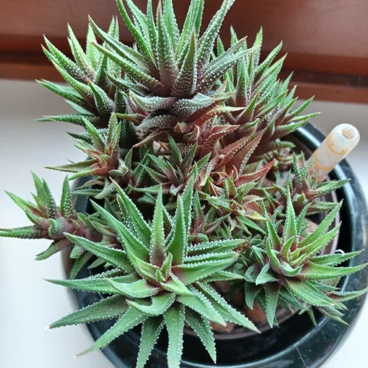 Planta Zebra (Haworthiopsis attenuata)