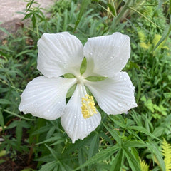 Hibiscus stacojiu alb (Hibiscus coccineus) (stoc epuizat,  disponibil din nou în primăvară 2026)