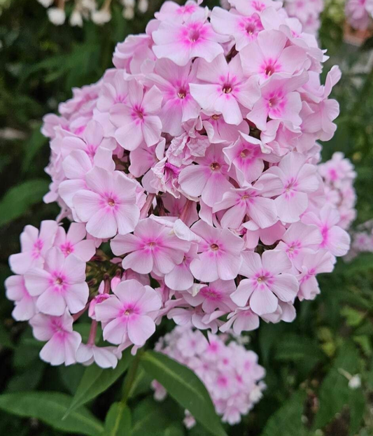 Brumărele (Phlox paniculata) Bright Eyes