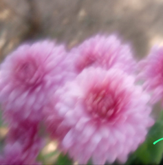 Crizamteme tufănele roz (Chrysanthemum spp.)