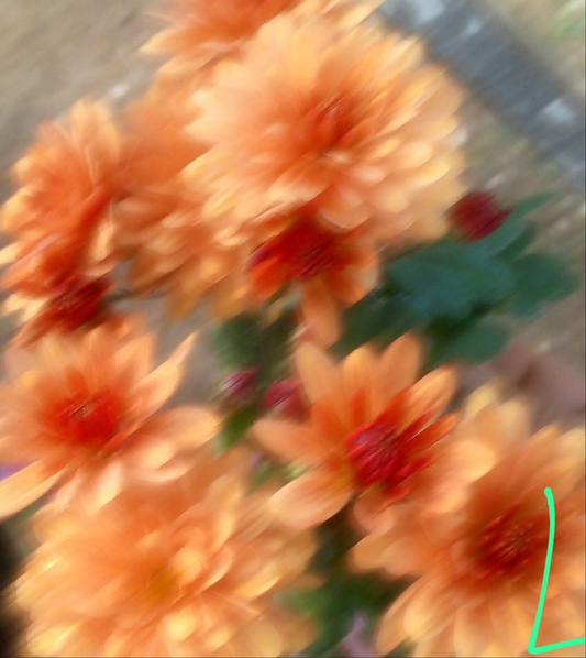 Crizamteme tufănele somon (Chrysanthemum spp.)