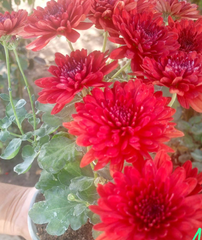 Crizamteme tufănele roșu (Chrysanthemum spp.)