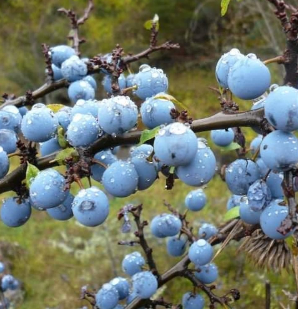 Porumbar (Prunus spinosa)