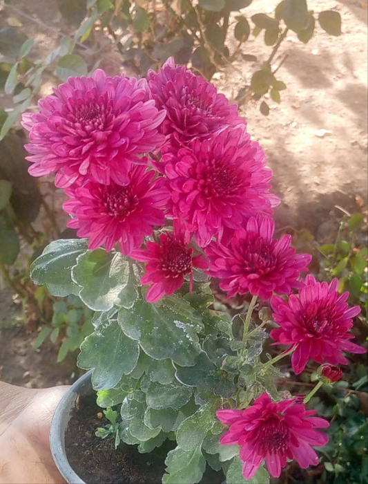 Crizamteme tufănele magenta v.2 (Chrysanthemum spp.)