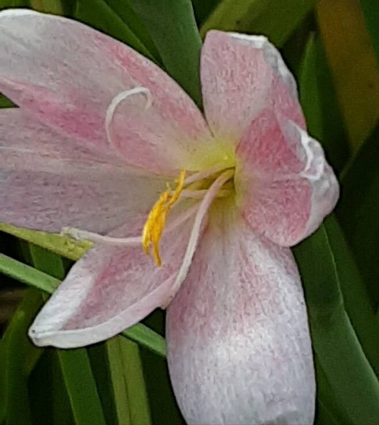 Gladiola de baltă (Schizostylis coccinea)
