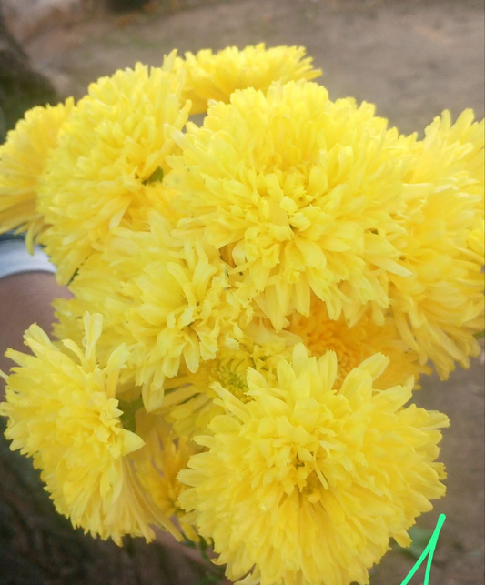 Crizamteme tufănele galben (Chrysanthemum spp.)