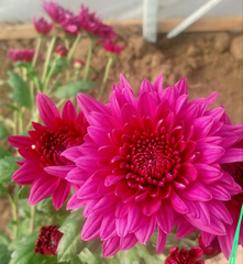 Crizamteme tufănele magenta v.1 (Chrysanthemum spp.)