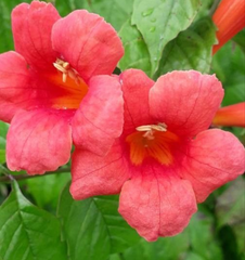 Luleaua turcului portocaliu (Campsis radicans)