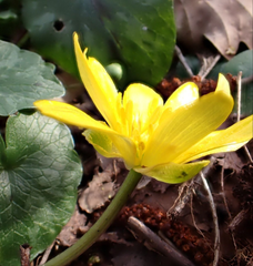 Untișor (Ranunculus ficaria)