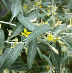 Sălcioară (Elaeagnus angustifolia)