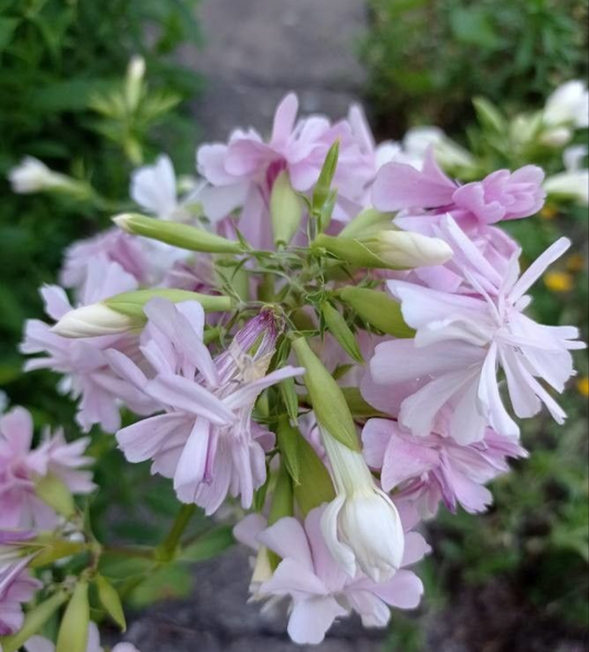 Săpunăriță (Saponaria officinalis)