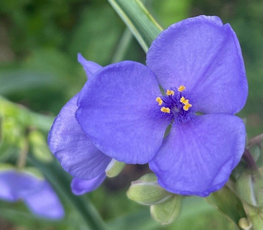 Telegraf de grădină / Ochi de păun (Tradescantia × andersoniana) (flori mov albastru)