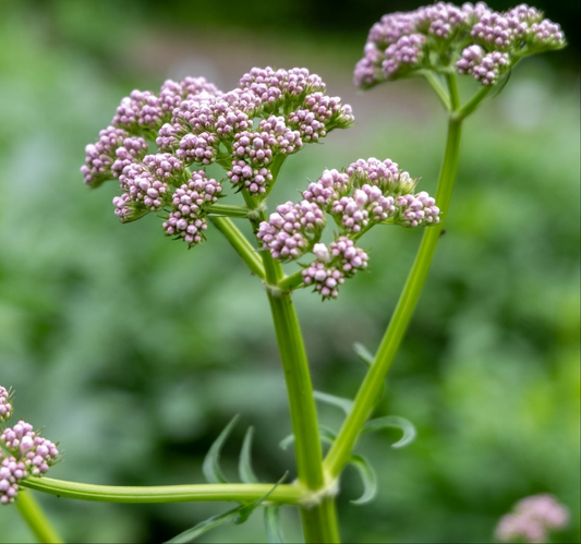 Valeriană (Valeriana officinalis)