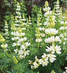 Lupin arbustiv cu flori albe (Lupinus arborescens f. Albiflorus) (disponibil din vara 2026)