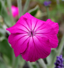 Coroniță / Campion (Silene coronaria)
