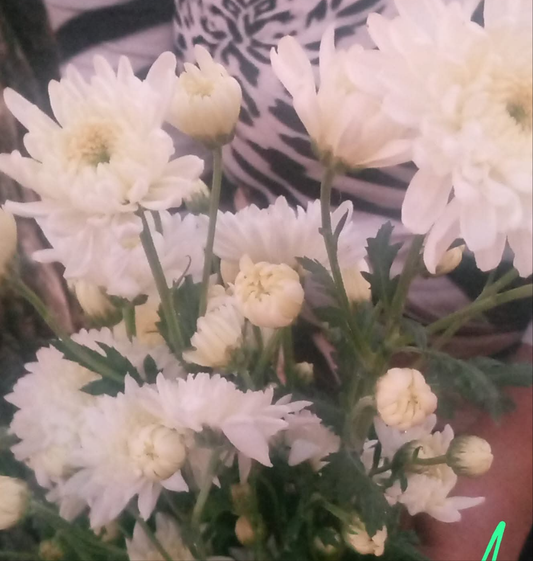 Crizamteme tufănele alb (Chrysanthemum spp.)