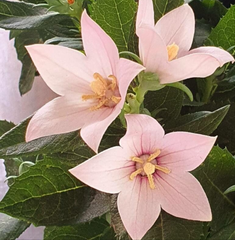 Floarea balon roz (Platycodon grandiflorus)