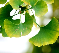 Arborele pagodelor (Ginkgo biloba)