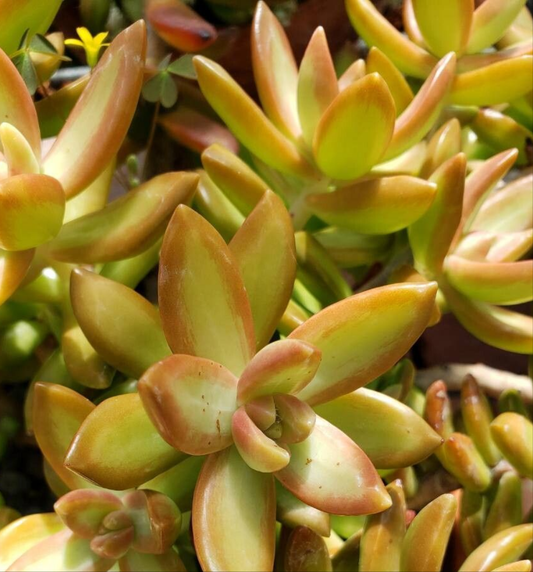 Sedum aurora (Sedum adolphi)