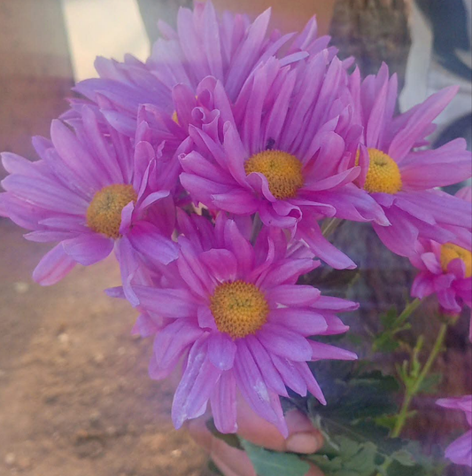 Crizamteme margaretă roz (Chrysanthemum spp.)
