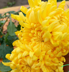 Crizamteme galbene (Chrysanthemum spp.)