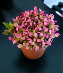 Sunrise (Anacampseros telephiastrum variegata)