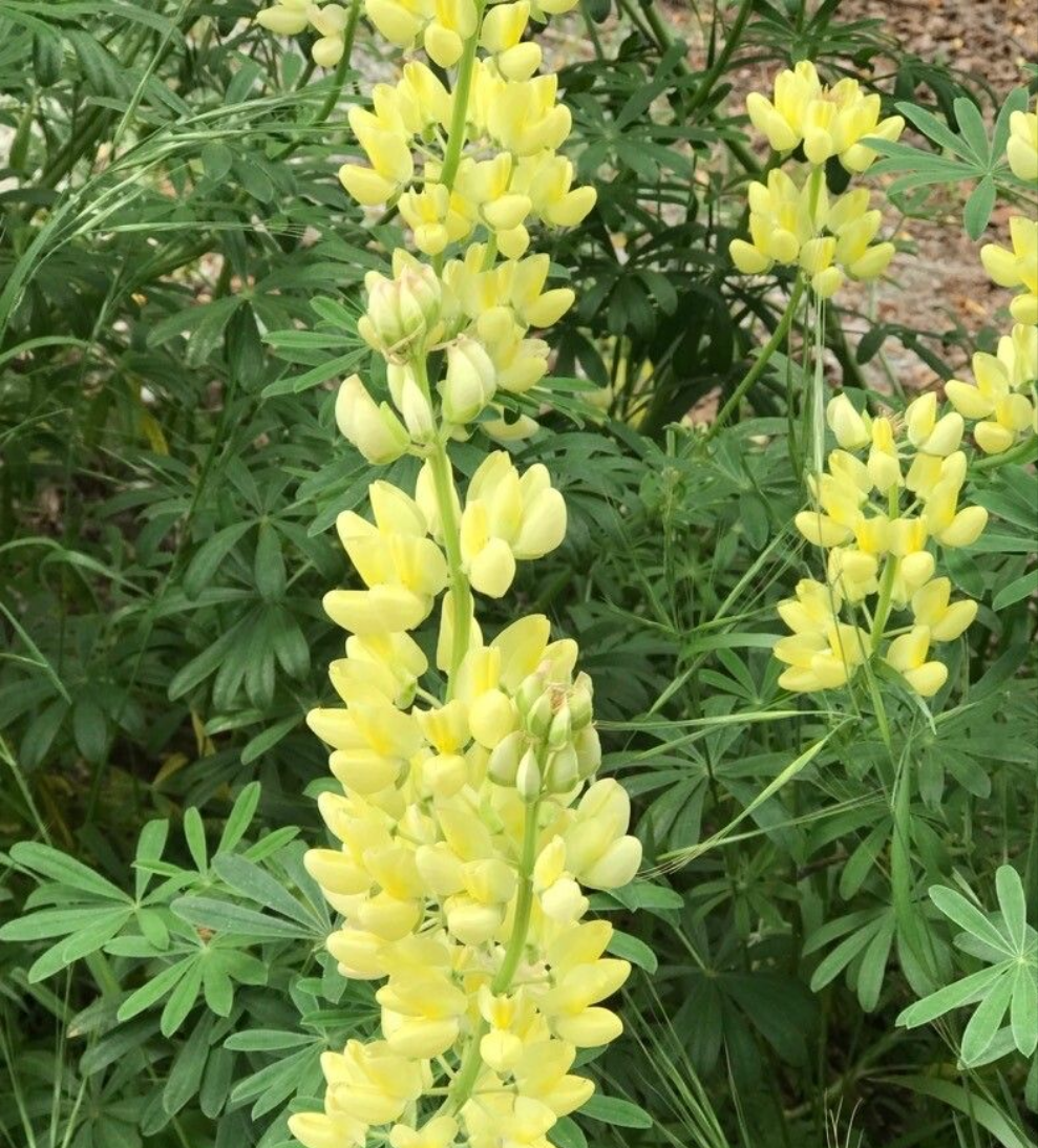 Lupin arbustiv cu flori galbene (Lupinus arborescens f. luteus) (disponibil din vara 2026)
