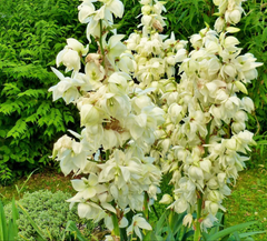 Yucca de grădină (Yucca filamentosa)