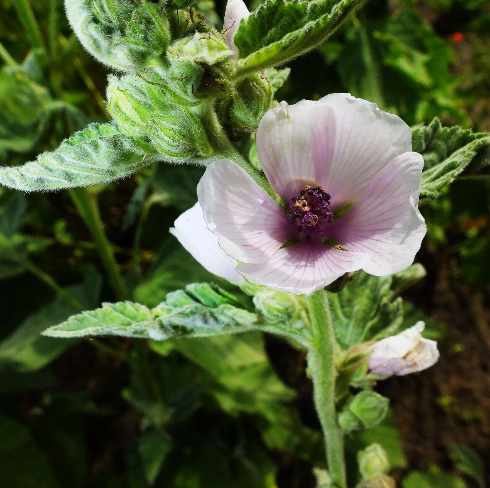 Nalbă mare (Althea officinalis)