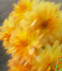 Crizamteme tufănele orange (Chrysanthemum spp.)