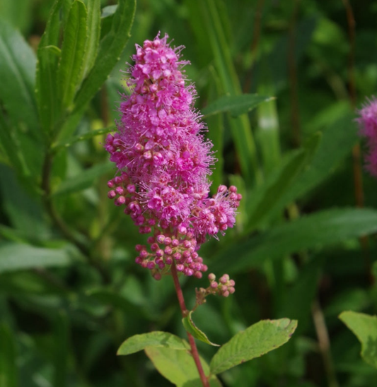 Cununița roz (Spiraea salicifolia)