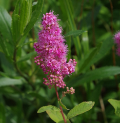 Cununița roz (Spiraea salicifolia)