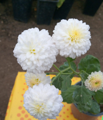 Crizamteme pompon alb (Chrysanthemum spp.)