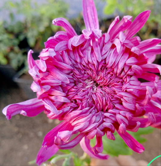 Crizamteme Bright pink (Chrysanthemum spp.)